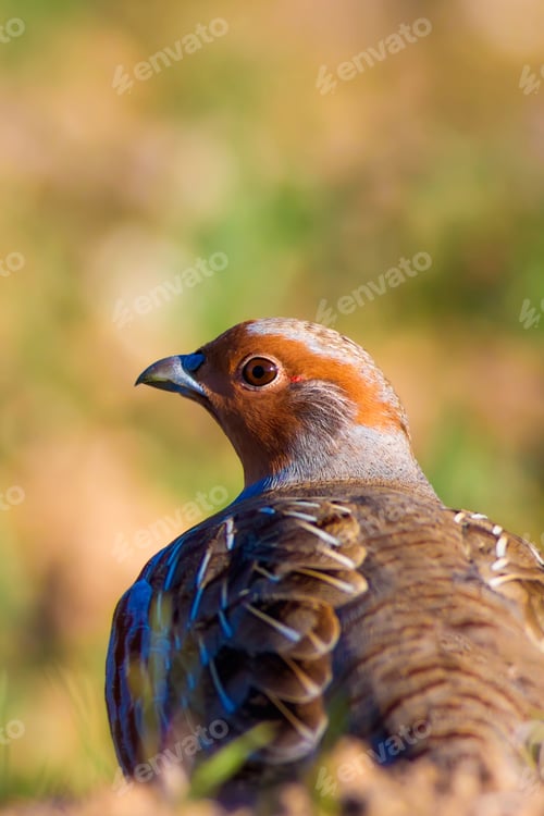 Preview: Partridge. Green Brown Nature Background. Bird: Grey Partridge. Perdix Perdix.
