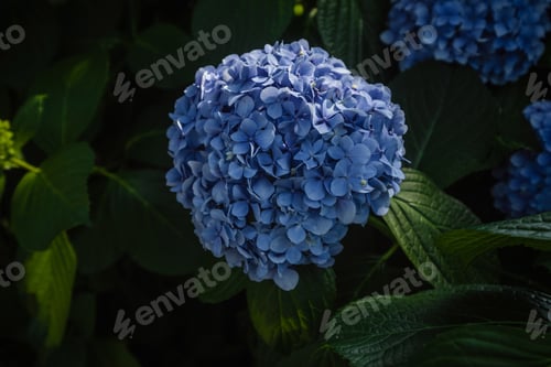 Preview: Beautiful Blue Hydrangea Buds. Magic Botanical Garden In Batumi, Georgia