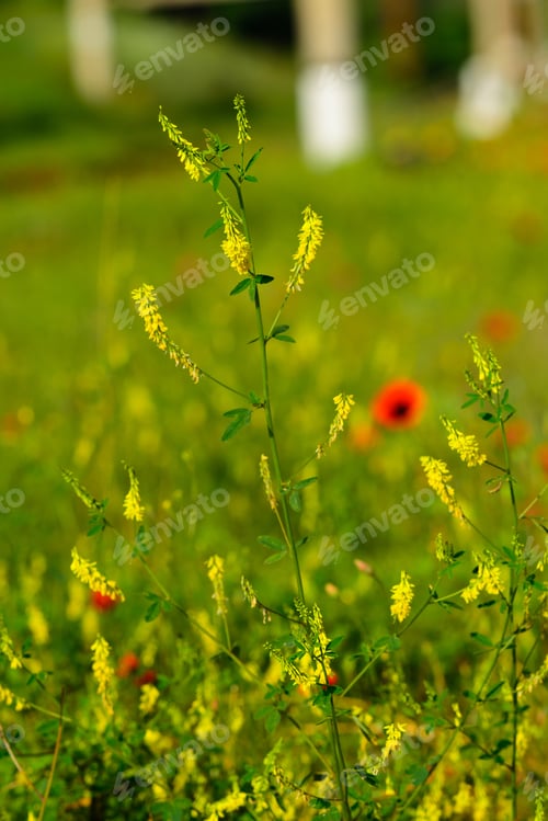 Preview: Melilotus Officinalis (Yellow Sweet Clower) And Wild Poppies