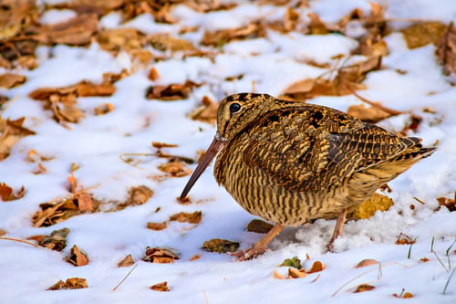 Preview: Snow, Dry Leaves And Bird, White, Yellow And Brown Nature Background. Eurasian Woodcock / Scolopax