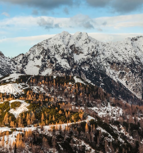 Preview: Larches Glowing In The Early Evening Just Before The Sunset