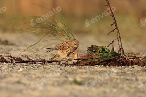 Preview: Common Kestrel (Falco Tinnunculus) Sweden