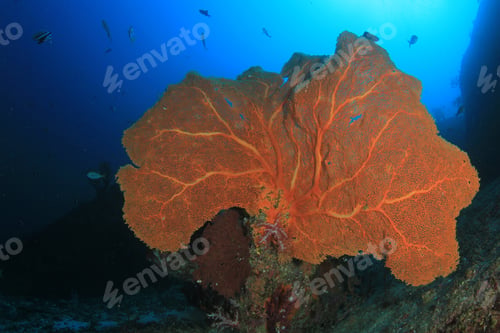 Preview: Gorgonian Fan Coral
