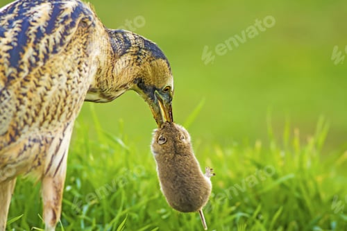 Preview: Bittern And Its Hunt. Green Nature Background. Bird: Eurasian Bittern. Botaurus Stellaris.