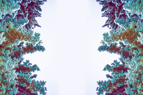 Preview: Frozen Winter Forest With Snow Covered Trees.