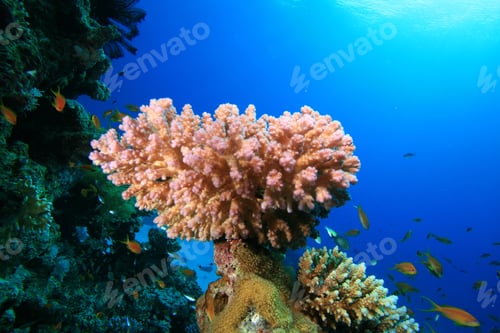 Preview: Acropora Coral