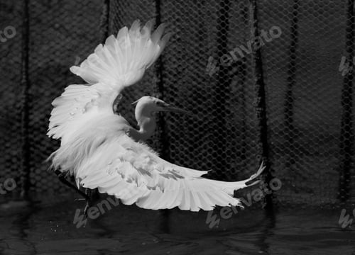 Preview: Western Reef Heron White Morphed Fishing At Busaiteen Coast, Bahrain