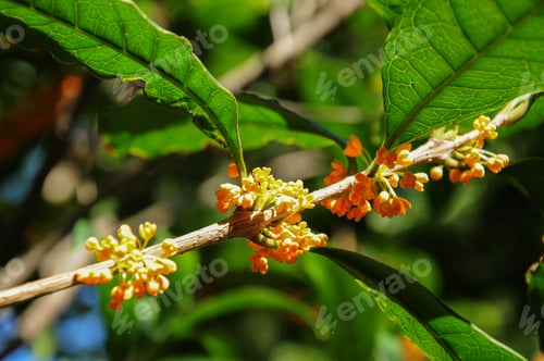 Preview: Osmanthus Fragrans (Sweet Olive)