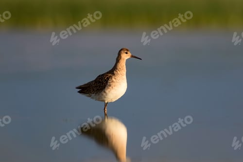 Preview: Water Bird. Natural Habitat Background. Salt Lake Konya Turkey.