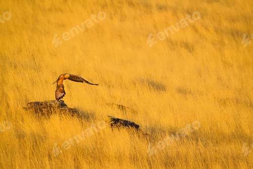 Preview: Flying Hawk. Yellow Dry Grass Background.