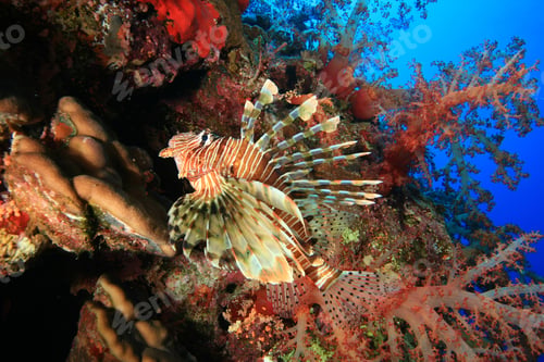 Preview: Lionfish And Red Soft Corals