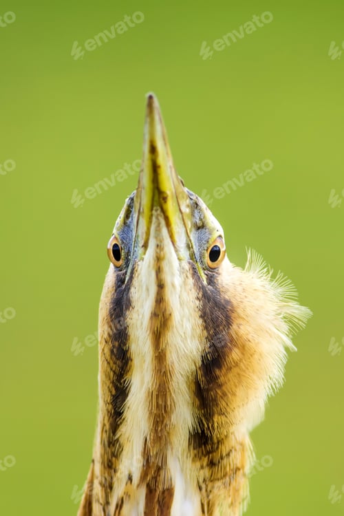 Preview: Funny Bird Portrait. Bird: Eurasian Bittern. Botaurus Stellaris. Green Nature Background.