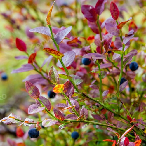 Preview: Branches With Fresh Blackberries On The Background Of The Forest. Picking Berries In The Forest