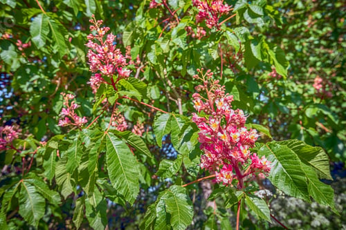 Preview: Closeup Of A Red Budding And Flowering Red Horse-Chestnut Tree With Large Bright Green Leaves In