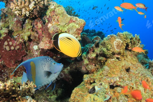 Preview: Tropical Fishes: Yellowbar Angelfish And Exquisite Butterflyfish