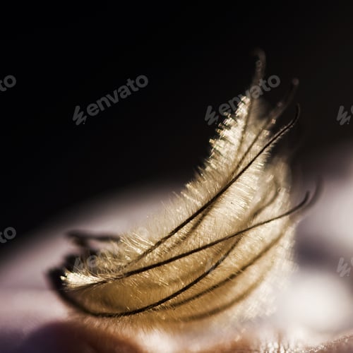Preview: Beautiful Dried Herbs