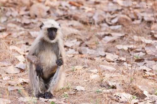 Preview: Gray Langur Also Known As Hanuman Langur In The Bandhavgarh National Park In India. Bandhavgarh Is