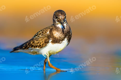 Preview: Cute Water Bird. Nature Background. Ruddy Turnstone / Arenaria Interpres