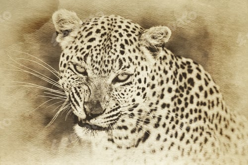 Preview: Vintage Style Image Of A Leopard In The Okavango Delta, Botswana