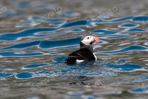 Preview: Atlantic Puffin Or Common Puffin, Fratercula Arctica, Norway
