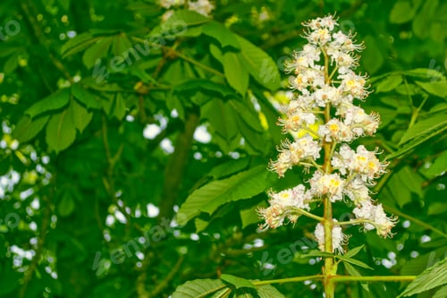 Preview: Bright And Colorful Flowers Chestnut On The Background Of Spring Landscape.