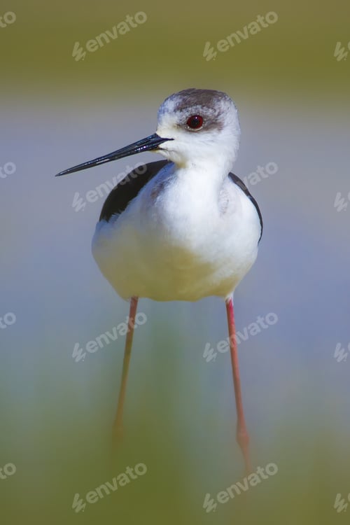 Preview: Black Winged Stilt. Himantopus Himantopus. Colorful Nature Background.