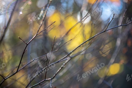 Preview: Autumn Gold Colored Leaves With Blur Background And Tree Branches With Sun Rays In Background