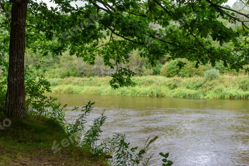 Preview: Oak Tree Branches Over Summer River Deep In Forest. View Between Tree Trunks To The Water