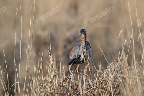 Preview: Purple Heron (Ardea Purpurea), Baden-Württemberg, Germany