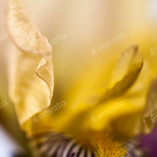 Preview: Beautiful Iris Flower With Details