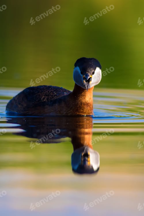 Preview: Swimming Red Necked Grebe. Colorful Water Background. Red Necked Grebe Podiceps Grisegena