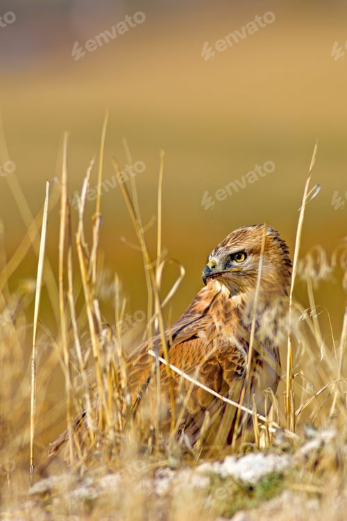 Preview: Buzzard. Natural Background.