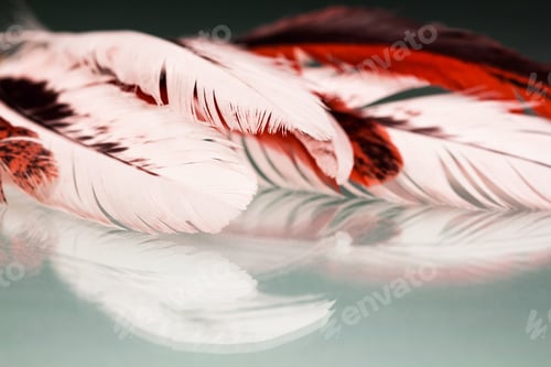 Preview: Colorful Hen Feather With Details And Reflexions