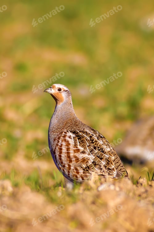 Preview: Partridges. Colorful Nature Background. Bird: Grey Partridge. Perdix Perdix.