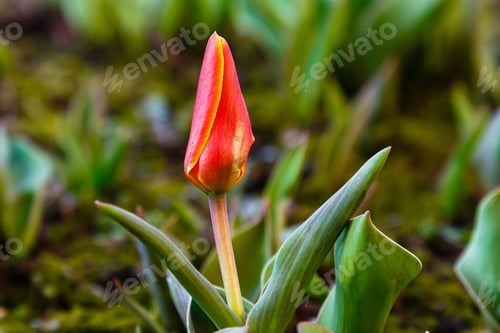 Preview: Red (Orange) Tulip In Early Spring Time. Growing Bulbs In The Garden.
