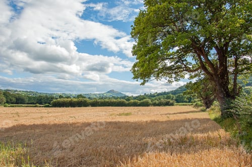 Preview: Summer Fields In The English Countryside.