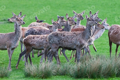 Preview: Deers On A Field