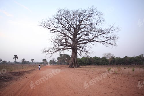 Preview: African Savannah Landscape - Huge Baobab Tree Grows On Dry Grass On Sandy Soil, In The Gambia On A