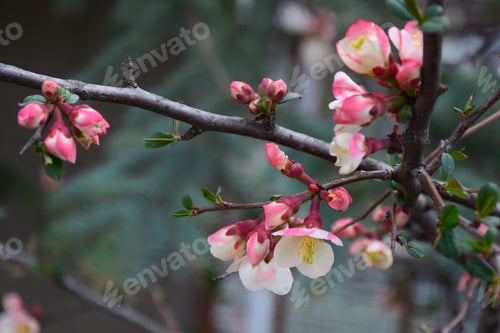 Preview: Chaenomeles Speciosa 'Moerloosei' (Japanese Quince)