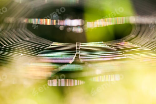 Preview: Abstract Composition With Spider Web Details And Natural Colors