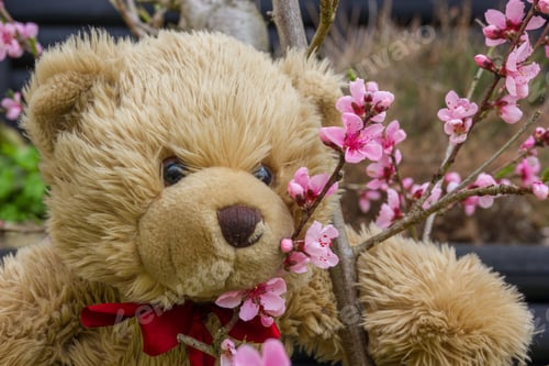 Preview: Teddy Bear And Blossom Peach