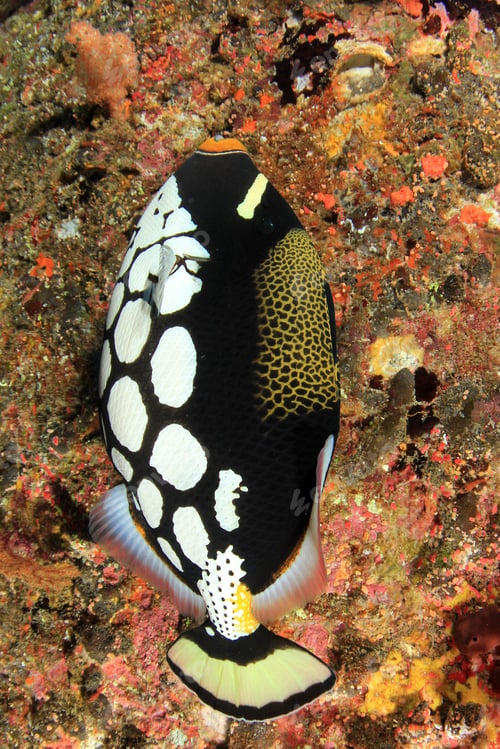 Preview: Clown Triggerfish Tropical Fish
