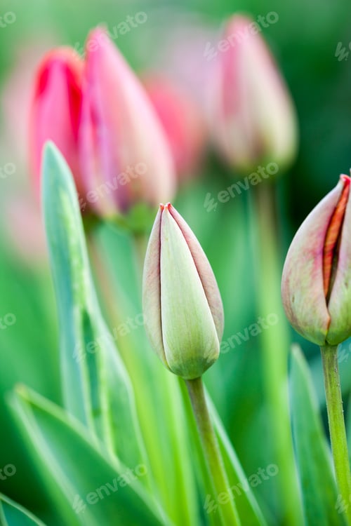 Preview: Group Of Many Red Tulips With Natural Background