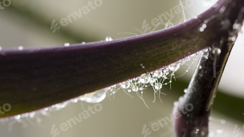 Preview: Composition With Leaves And Water Drops
