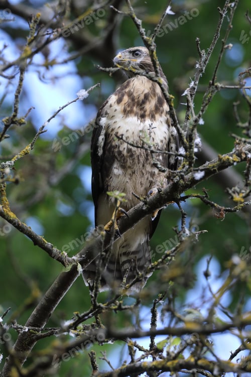 Preview: Young Buzzard Common Buzzard (Buteo Buteo)