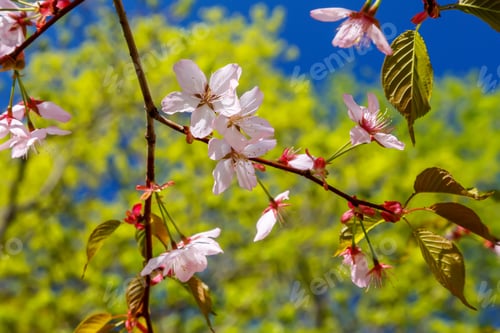 Preview: Cherry Blossom