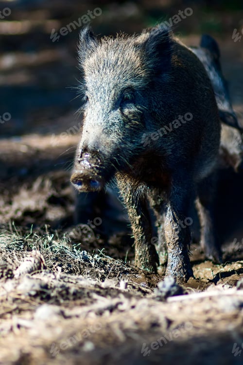 Preview: Wild Boar. Forest Background.