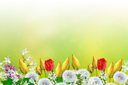 Preview: Floral Background With Bright Spring Flowers.