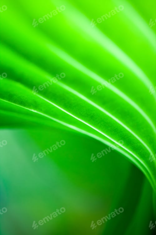 Preview: Green, Abstract Composition With Leaf Texture And Soft Focus
