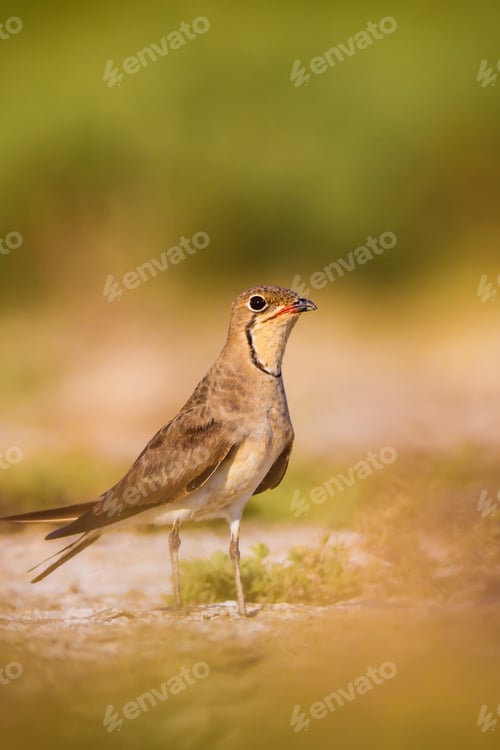 Preview: Cute Bird Pratincole. Green Yellow Nature Background. Collared Pratincole / Glareola Pratincola